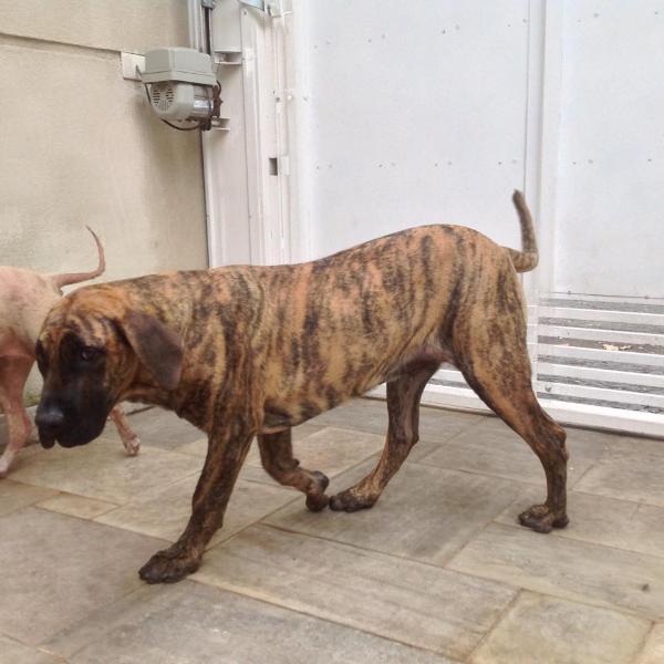 Argual de Naraclan | Perro de Presa Canario 