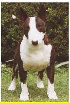 Hubert mackensie MAGAÑA | Bull Terrier 