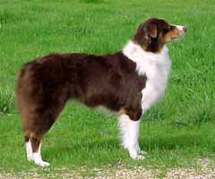 Patchwork's Penny For Your Thoughts | Australian Shepherd 