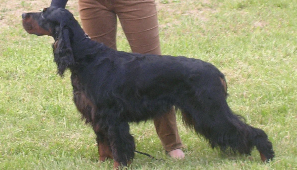 Divine Comedie de Colempce | Gordon Setter 