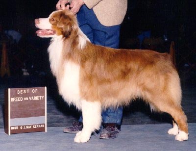 Legacy's Rico Suave | Australian Shepherd 