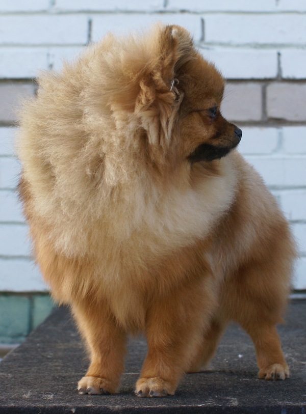 Angel Mayster Elegia | Pomeranian 