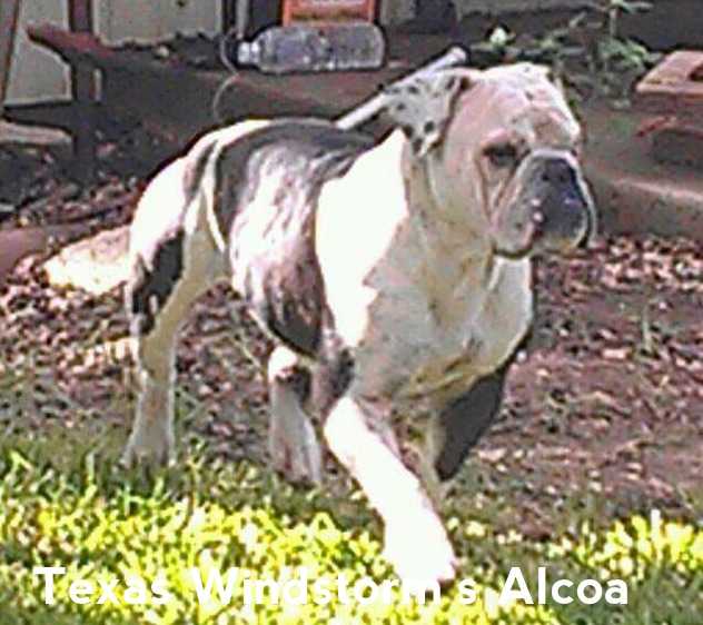 BR TX Windstorm's Alcoa | Olde English Bulldogge 