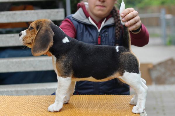 Mercedes Eldorado magija | Beagle 