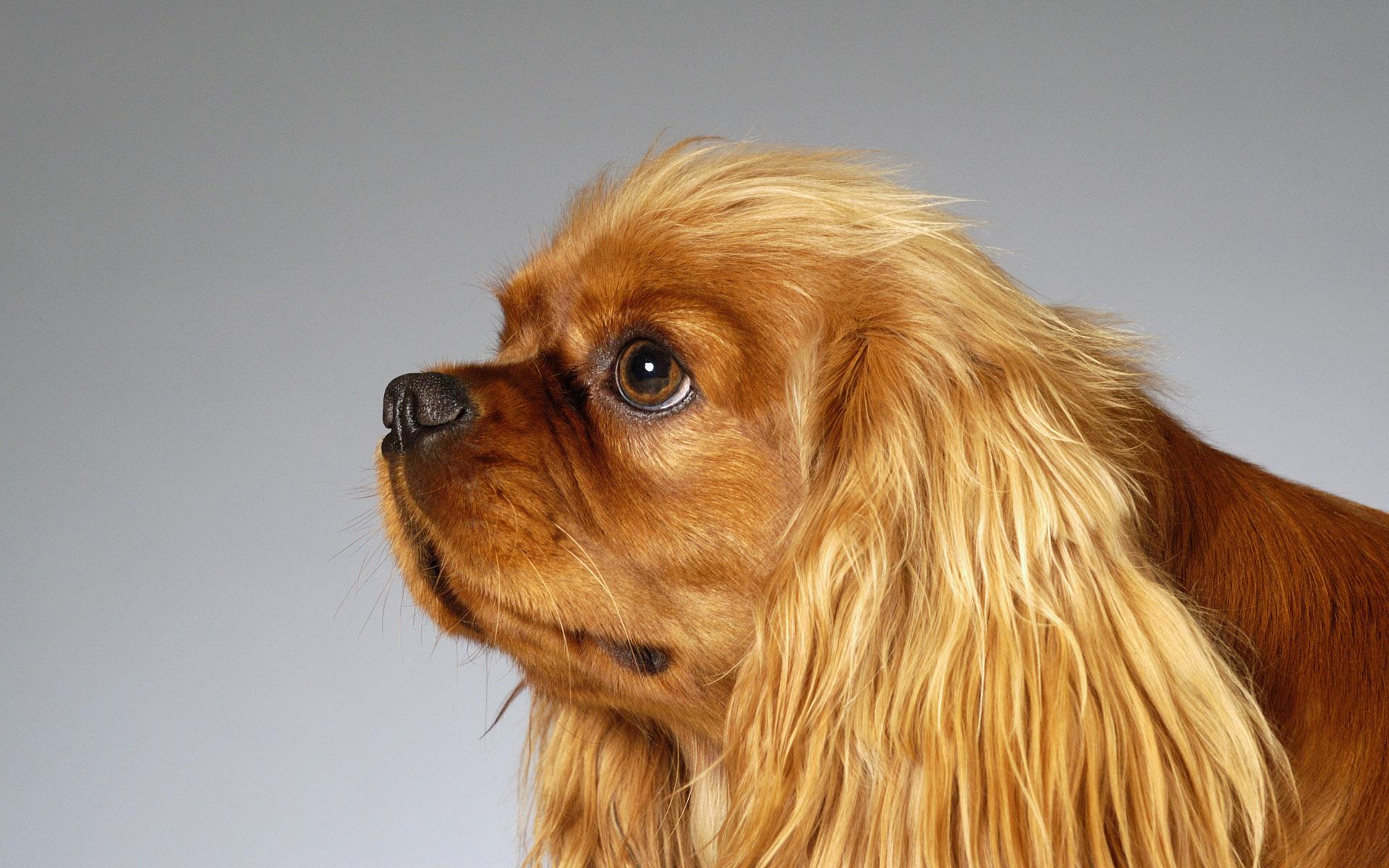 English Toy Spaniel