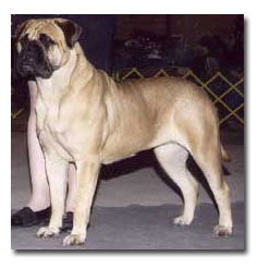 Leatherneck's  Guardian Angel | Bullmastiff 