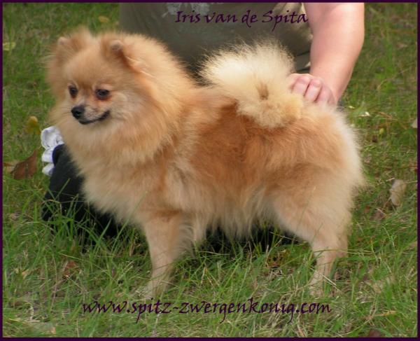 Iris van de Spita | German Spitz 