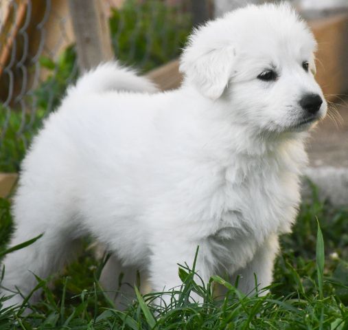 Dallas I Came to Win | White Swiss Shepherd Dog 