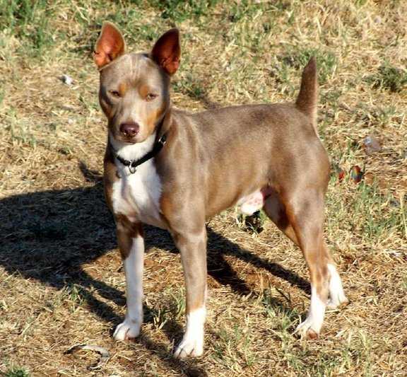 Bruce All Mighty @ Cal Val | Rat Terrier 