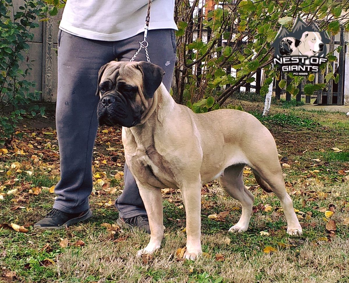 Nest of Giants Honey Bee | Bullmastiff 