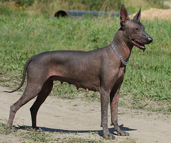 Fame Factory's Hot Hot Hot. | Xoloitzcuintli 