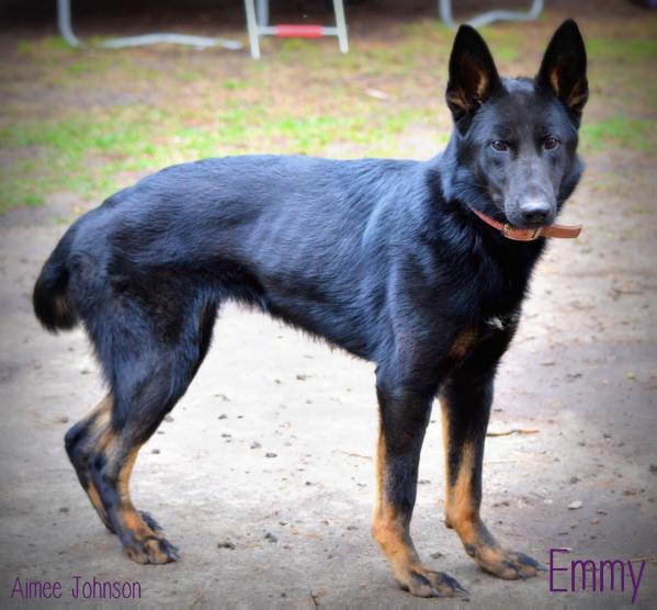 Quinta Remi Vom Hayes Haus | German Shepherd Dog 
