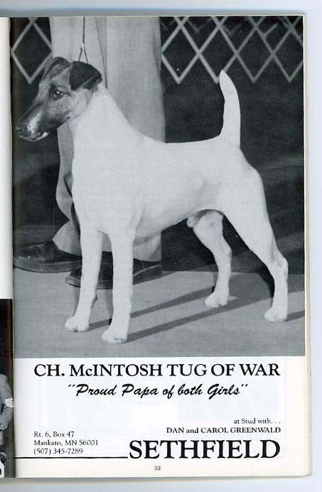 McIntosh Tug Of War | Smooth Fox Terrier 