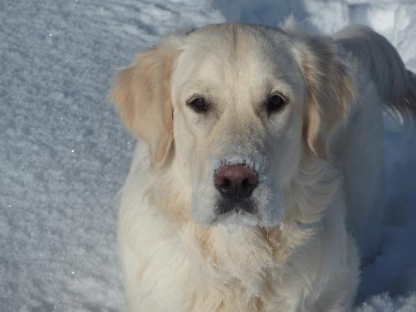 Hunter For Dream Stephen Hendri | Golden Retriever 