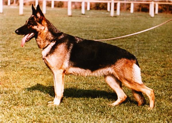 Kathia von der Rheinliese | German Shepherd Dog 