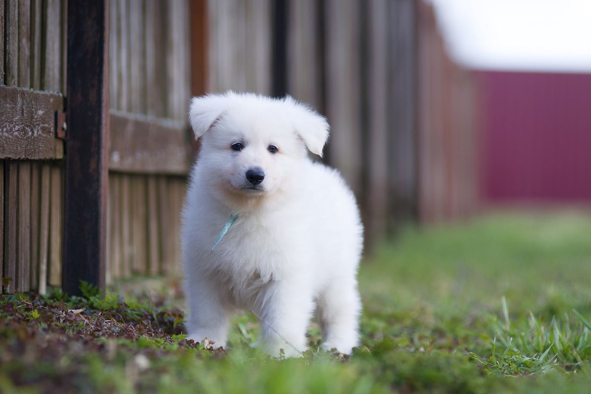 Neptun of Angelotti | White Swiss Shepherd Dog 