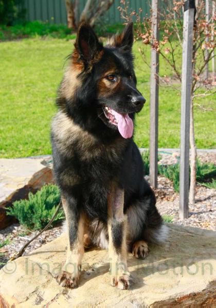 Garsova Igor | German Shepherd Dog 