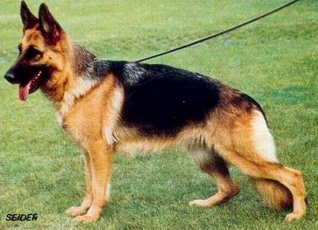 Palie vom Trienzbachtal | German Shepherd Dog 