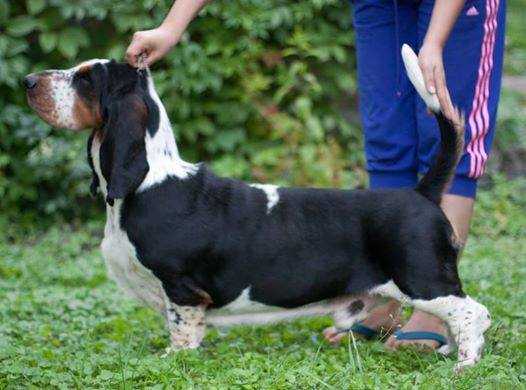 Buffobass finale furioso for mushurush | Basset Hound 