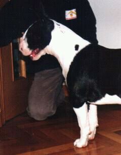 Lady de Lord Bull | Bull Terrier 