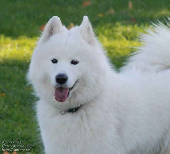 Luchik Solntsa Lyalechka | Samoyed 