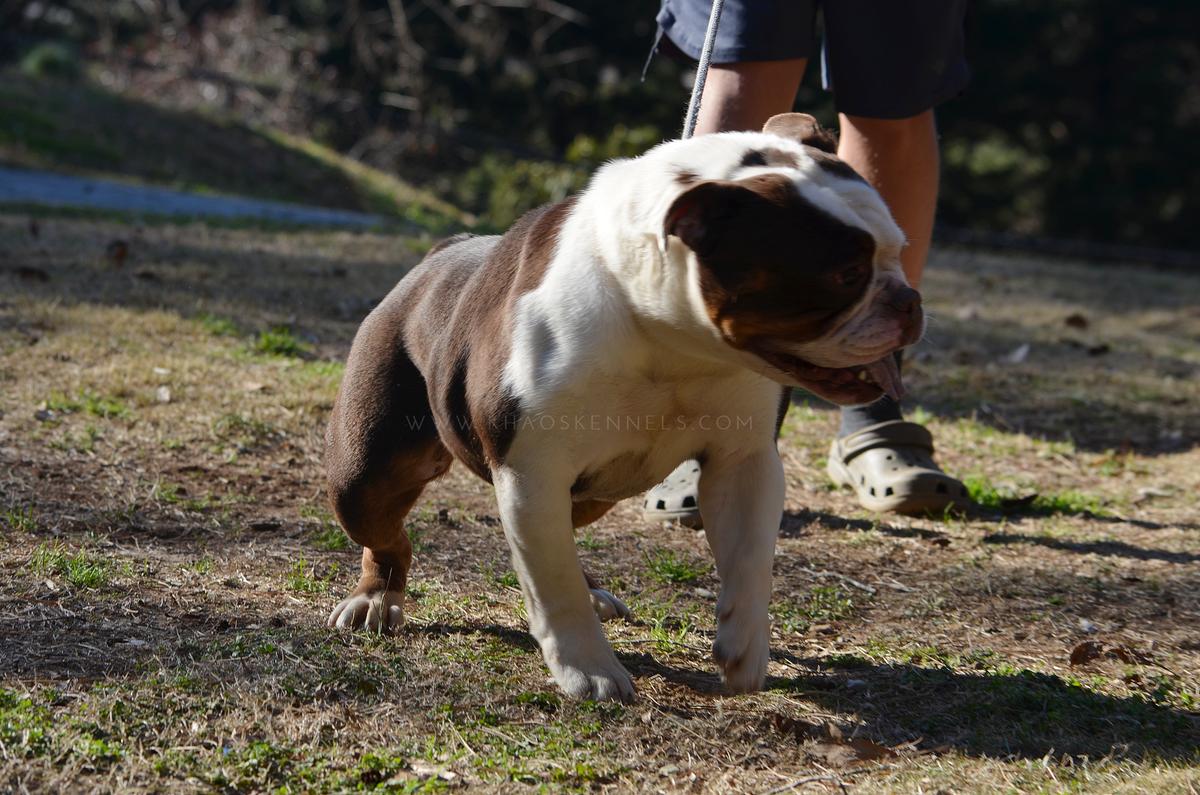 KHAOS' CHOCOLATTEE | Olde English Bulldogge 