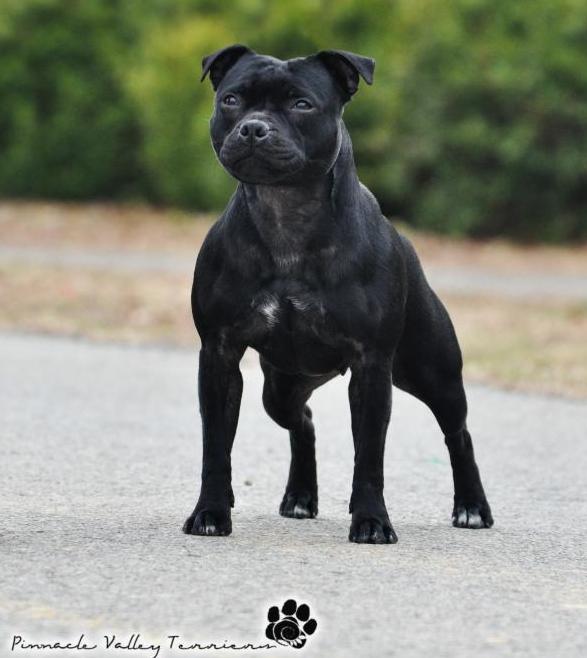 Dynastaffs Return to Sender | Staffordshire Bull Terrier 