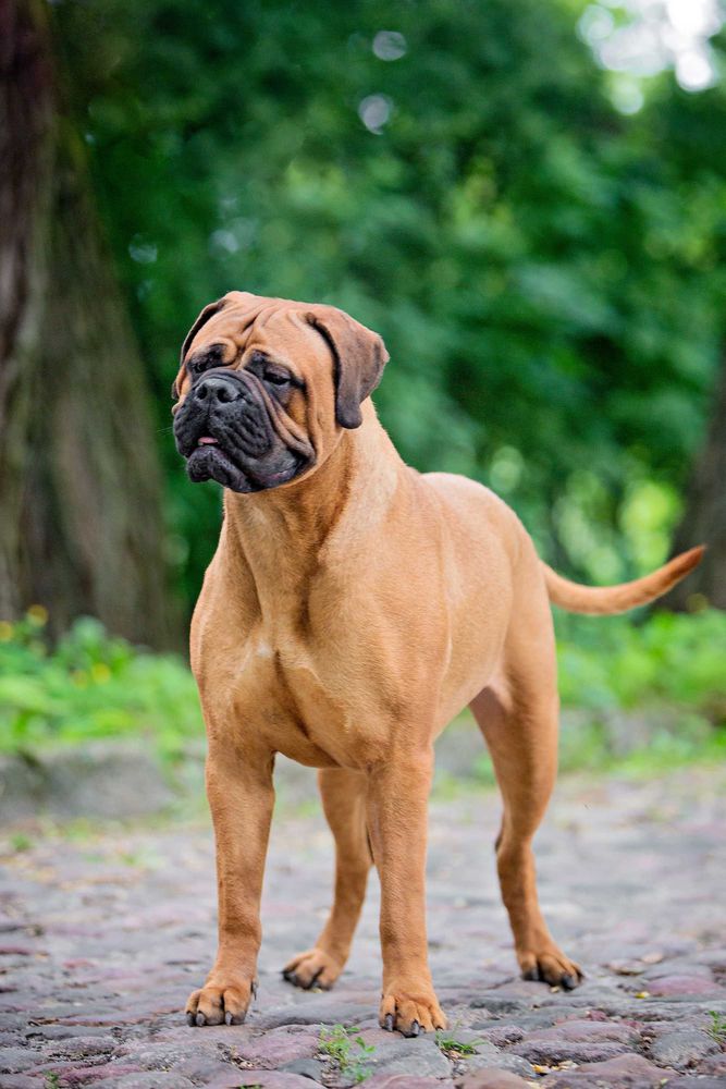 VALOUR II Nestor Notabilis FCI | Bullmastiff 