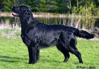 Almanza Feather in My Hat | Flat-Coated Retriever 