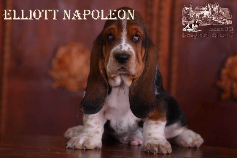 Elliott Napoleon Long ?astle ?ound | Basset Hound 