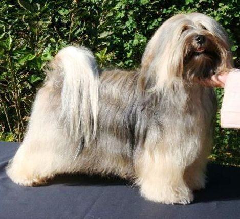 WANGTHANG HIMALAYA SEMA | Tibetan Terrier 