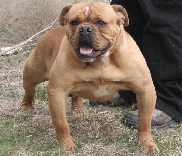 Goddogz' J-Lo of Bullking | Olde English Bulldogge 