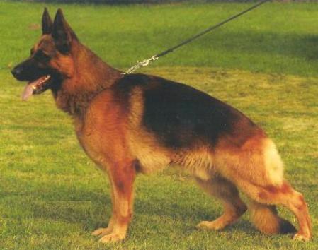 Wessel v. Loosbroekerhaus | German Shepherd Dog 