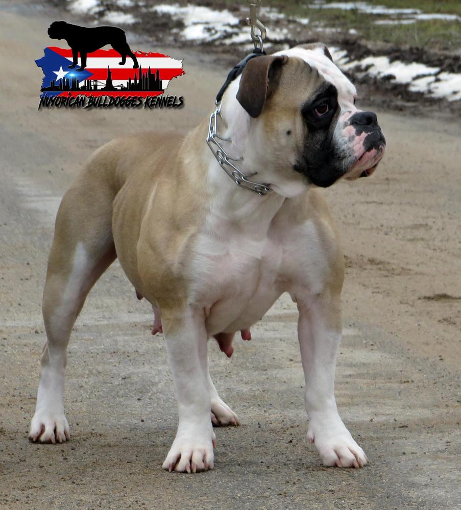 Nuyorican Bulldogges Meela | Olde English Bulldogge 