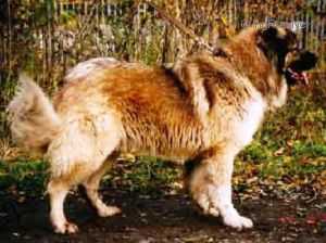 Bainar Chekulaevi | Caucasian Mountain Dog 