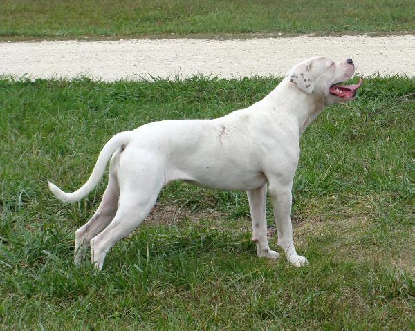 KK/LAB's Beulah Park | American Bulldog 