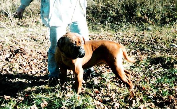 Shanana's Best One (Red Dog Ridge Shanana) | Dogue de Bordeaux 