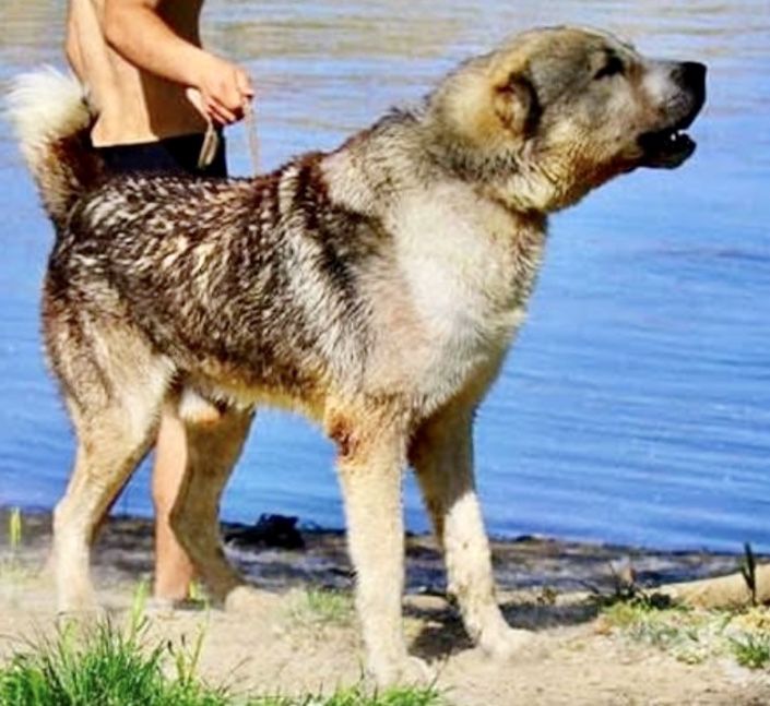 Devon | Central Asian Shepherd Dog 