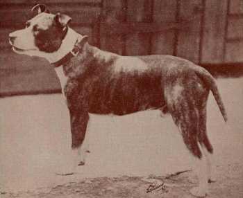 Corinthian Rogue | Staffordshire Bull Terrier 