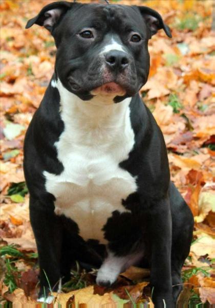 LEGEND REVIVAL CHECHEL | American Staffordshire Terrier 