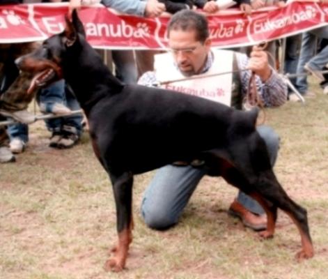 Blizniomirabella (LO0638459) | Black Doberman Pinscher