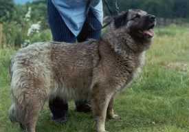 Drena | Yugoslavian Shepherd Dog-Sarplaninac 