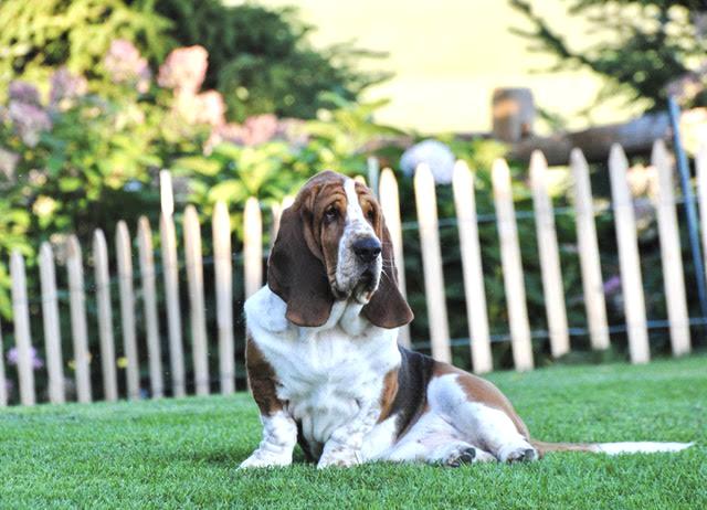 Barnside Biscotti | Basset Hound 