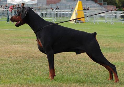 Diablo Fédone De La Villa Valiano | Black Doberman Pinscher