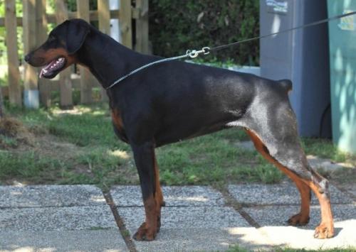 Diaspora Fédone De La Villa Valiano | Black Doberman Pinscher