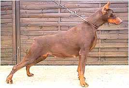 Ardens Texane | Brown Doberman Pinscher