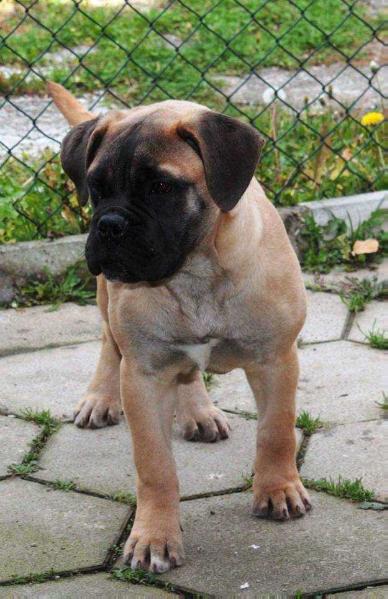 Swarovska Of Godlike Step | Bullmastiff 