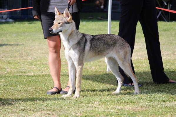 Churel II z Peronówki | Czechoslovakian Wolfdog 