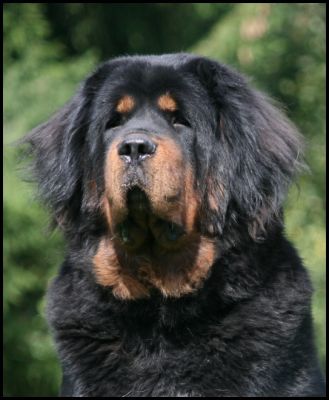 Balu Od Kremilka | Tibetan Mastiff 