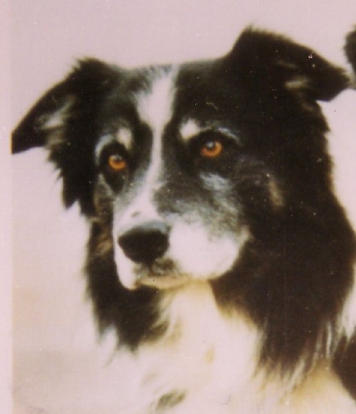 Morena Moss Of Maradonar | Border Collie 